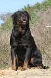 ROTTWEILER 098